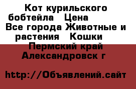 Кот курильского бобтейла › Цена ­ 5 000 - Все города Животные и растения » Кошки   . Пермский край,Александровск г.